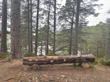 Rothiemurchus ormanlarında yürüyüp Eilein Gölü 'nü sakinleştirecek antik çamlar ve Cairngorm tepeleriyle çevrelenmiş bir kale adası olacak..