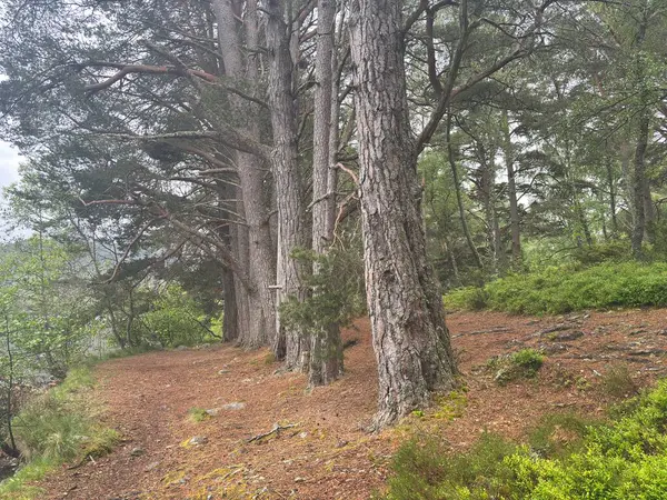 Rothiemurchus ormanlarında yürüyüp Eilein Gölü 'nü sakinleştirecek antik çamlar ve Cairngorm tepeleriyle çevrelenmiş bir kale adası olacak..