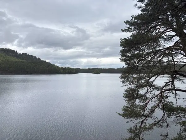 Rothiemurchus ormanlarında yürüyüp Eilein Gölü 'nü sakinleştirecek antik çamlar ve Cairngorm tepeleriyle çevrelenmiş bir kale adası olacak..