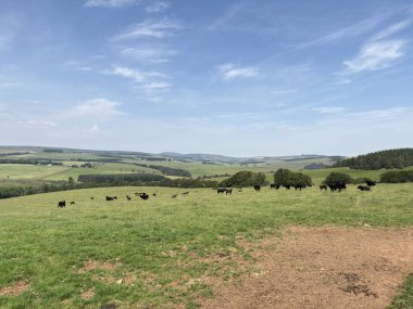 İskoç sınırlarının hareketli tepelerinin panoramik manzarası, yemyeşil otlaklar, otlak hayvanları, ve canlı bir yaz gökyüzünün altında geleneksel kuru taş duvarlar.