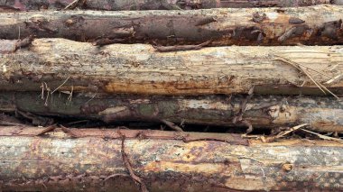 Ayrıntılı ağaç kabuğu dokusunu ve doğal tahıl kalıplarını gösteren testere kütüklerinin yakın çekimi, arka plan ve kırsal tasarım projeleri için mükemmel..