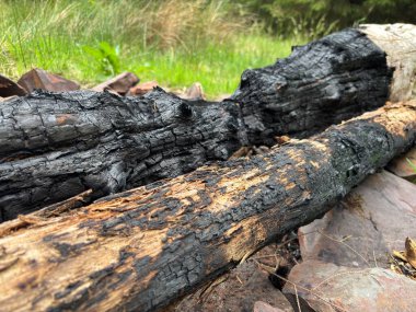 Terk edilmiş bir kamp ateşi halkası geniş bir orman ormanında yanan odun yığınları İskoç sınırlarında kırsal yalnızlığı ve açık hava anılarını anımsatıyor..