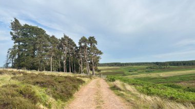 İskoç sınırlarının hareketli tepelerinin panoramik manzarası, yemyeşil otlaklar, otlak hayvanları, ve canlı bir yaz gökyüzünün altında geleneksel kuru taş duvarlar.
