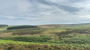 İskoç sınırlarının hareketli tepelerinin panoramik manzarası, yemyeşil otlaklar, otlak hayvanları, ve canlı bir yaz gökyüzünün altında geleneksel kuru taş duvarlar.