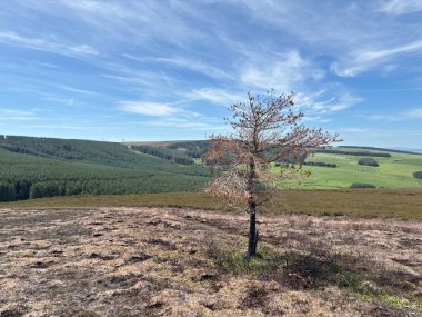 Cowie Law tepelerinin tepesinde tek başına duran bir ağaç Lammermuir 'deki geniş kırsal araziye karşı kayalık zirve ikonik bir yol sunuyor..