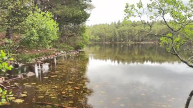 Loch, Eilein, ağaç yansımaları ve Cairngorms Milli Parkı 'ndaki orman tarafından çerçevelenmiş uzak kale kalıntılarıyla manzaralı.