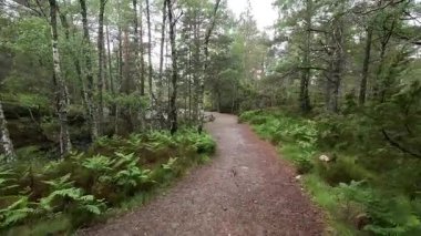 Loch an Eilein Gölü 'nde yürüyüş yapmak, 14. yüzyıldan kalma şato harabelerinin huzurlu güzelliğini yakalamak, çam ormanlarını çevreleyen ve Cairngorms Ulusal Parkı' ndaki sakin göl sularını yakalamak.