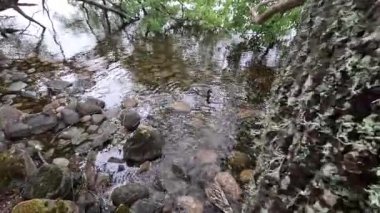 Gölün sığ sularında beslenen ördekler çam ormanları ve Cairngorms Ulusal Parkı 'ndaki sakin yansımalarla çevrili bir Eilein.