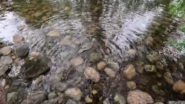 Gölün sığ sularında beslenen ördekler çam ormanları ve Cairngorms Ulusal Parkı 'ndaki sakin yansımalarla çevrili bir Eilein.