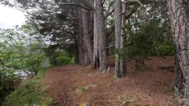 Loch an Eilein Gölü 'nde yürüyüş yapmak, 14. yüzyıldan kalma şato harabelerinin huzurlu güzelliğini yakalamak, çam ormanlarını çevreleyen ve Cairngorms Ulusal Parkı' ndaki sakin göl sularını yakalamak.