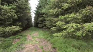 Güney İskoçya 'daki Lammermuir Tepeleri' nde yürüyüp bataklık manzaralarını, yuvarlanan tepeleri, otlayan koyunları ve Güney Upland Yolu boyunca panoramik manzaraları yakalıyorum.