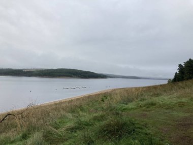 Serene Kielder Ormanı ve göl manzarası, kozalaklı ağaçlar üzerinde yükselen sis ve sonbahar güneşinde sakin bir su deposu..