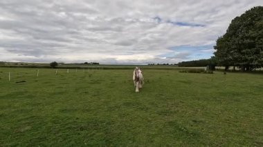 Doğu Lothian 'da yeşil bir alanda huzur içinde otlayan atlar, açık bir yaz gününde kırsal yaşam ve doğal güzellikleri sergiliyorlar.