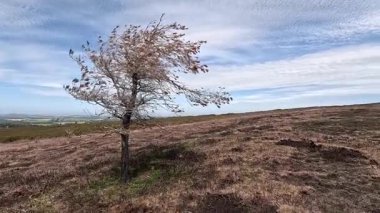 İskoçya 'da Cowie Law: Doğu Lothian' daki Cowie Law Hill 'in yükselişini gösteren görüntüler, yemyeşil yamaçlar, açık yaz gökyüzü altında kırsal manzaraları süpürüyor.