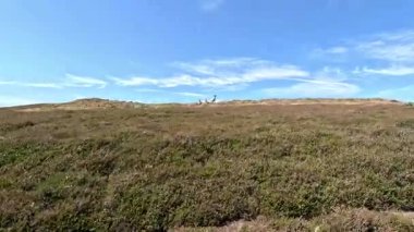 İskoçya 'da ufukta koyunlarla tepe tepe yürüyüşü: Doğu Lothian' da engin gökyüzünün altında otlayan uzak bir koyun sürüsüyle, kırsal huzuru gösteren bir yürüyüşçüyü yakalayan videolar.