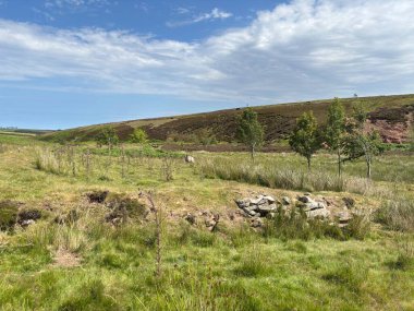 Uçsuz bucaksız tepeleri, engebeli vadileri, tarlaları, bozkırları ve sakin kırsal manzaraları olan geniş İskoç sınırları parlak yaz gökyüzü altında..