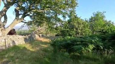 Lammermuir Tepeleri, İskoç Sınırları 'nda tepe yürüyüşü. Geniş bozkırlar, dalgalı yamaçlar ve açık yaz gökyüzü altında panoramik manzaralar..