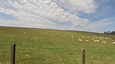 Lammermuir Tepeleri 'nde otlayan koyunlar, İskoç sınırlarında geleneksel tarım manzaralarını sergiliyor. Kırlık araziler, dağınık sürüler ve geniş gökyüzü..