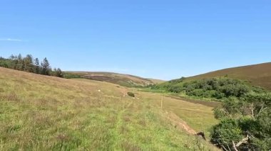 Lammermuir Tepeleri 'nde otlayan koyunlar, İskoç sınırlarında geleneksel tarım manzaralarını sergiliyor. Kırlık araziler, dağınık sürüler ve geniş gökyüzü..