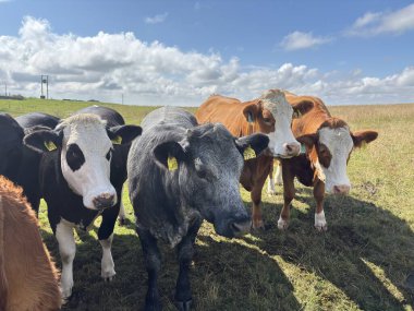 İnekler yaz boyunca İskoç kırsalında açık gökyüzünün altında çayırlarda huzur içinde otluyor..