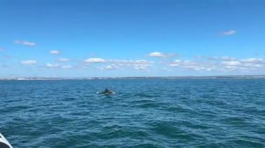 Tekne bazlı yunuslar Lagos, Portekiz 'i izliyor, yay dalgaları ve denizdeki eğlenceli deniz sahnelerini çeken vahşi yunusları yakalıyorlar.