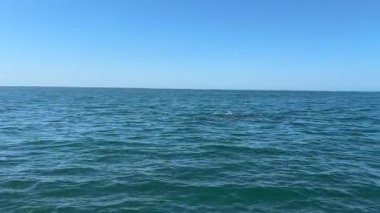 Tekne bazlı yunuslar Lagos, Portekiz 'i izliyor, yay dalgaları ve denizdeki eğlenceli deniz sahnelerini çeken vahşi yunusları yakalıyorlar.