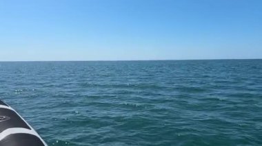 Tekne bazlı yunuslar Lagos, Portekiz 'i izliyor, yay dalgaları ve denizdeki eğlenceli deniz sahnelerini çeken vahşi yunusları yakalıyorlar.