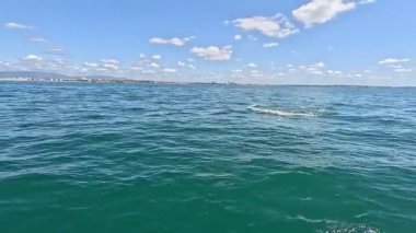 Tekne bazlı yunuslar Lagos, Portekiz 'i izliyor, yay dalgaları ve denizdeki eğlenceli deniz sahnelerini çeken vahşi yunusları yakalıyorlar.