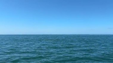 Tekne bazlı yunuslar Lagos, Portekiz 'i izliyor, yay dalgaları ve denizdeki eğlenceli deniz sahnelerini çeken vahşi yunusları yakalıyorlar.