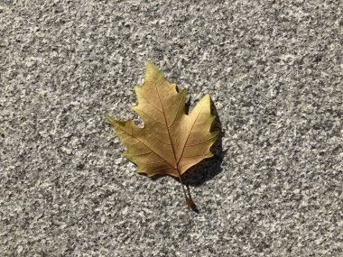 Beton bir yolda uzanan tek bir sonbahar yaprağı, açık havada mevsimsel değişimi ve doğal dokuları vurguluyor..