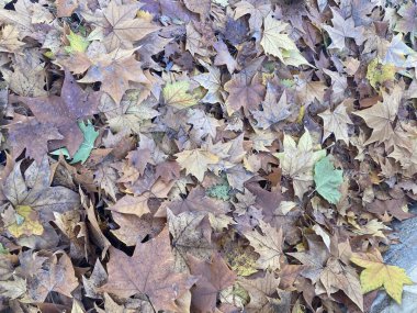 Birçok düşen sonbahar yaprakları zengin bir organik doku yaratıyor, açık havada mevsimsel değişiklikleri ve doğal desenleri sergiliyor..