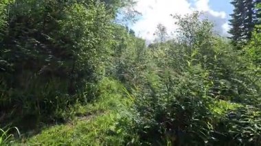 İskoçya: İskoç sınırlarındaki Habbies Howe 'da yürümek, ormanlık vadisi, kayalık vadisi ve Pentland Hills' in ötesindeki ormanlık bir vadi.