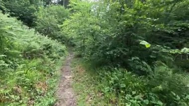 İskoçya: İskoç sınırlarındaki Habbies Howe 'da yürümek, ormanlık vadisi, kayalık vadisi ve Pentland Hills' in ötesindeki ormanlık bir vadi.