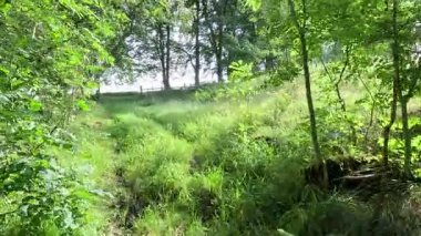 İskoçya: İskoç sınırlarındaki Habbies Howe 'da yürümek, ormanlık vadisi, kayalık vadisi ve Pentland Hills' in ötesindeki ormanlık bir vadi.