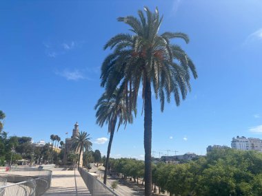 İspanya 14 Ağustos 2025: İspanya 'nın Sevilla kentsel sahneleri, Gotik ve Rönesans' tan modern tasarımlara kadar tarihi ve çağdaş mimarinin bir karışımını sergileyerek kentin zengin kültür mirasını yansıtıyor.