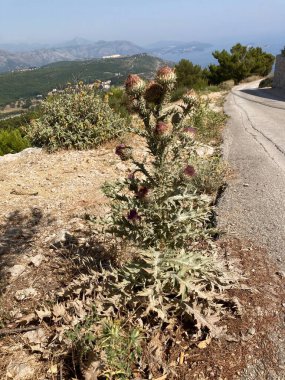 Dubrovnik Old Town buildings in Croatia