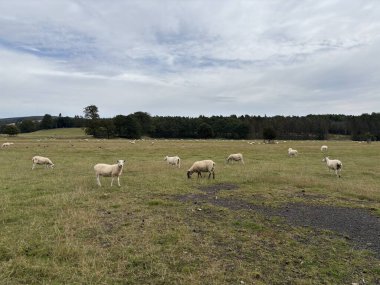 Mor fundalıklarla çevrili İskoç sınırlarındaki otlak otlaklardaki koyun sürüleri, kuru taş duvarlar, sığ yanıklar, koyun patikaları ve berrak gökyüzünün altındaki geniş tepeler..
