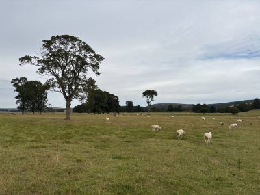 Mor fundalıklarla çevrili İskoç sınırlarındaki otlak otlaklardaki koyun sürüleri, kuru taş duvarlar, sığ yanıklar, koyun patikaları ve berrak gökyüzünün altındaki geniş tepeler..