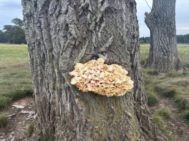 İskoç ormanlarındaki canlı ağaç gövdesinden çıkan polipore braket mantarı, kahverengi üst yüzeyi olan fan şeklindeki meyveli vücudu, aşağıdaki beyaz gözenekleri, desenli kabuğu ve nemli habitattaki yaprak çöpünü gösteriyor..