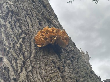 İskoç ormanlarındaki canlı ağaç gövdesinden çıkan polipore braket mantarı, kahverengi üst yüzeyi olan fan şeklindeki meyveli vücudu, aşağıdaki beyaz gözenekleri, desenli kabuğu ve nemli habitattaki yaprak çöpünü gösteriyor..