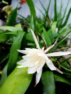 Bunga sedap malam yang sedang mekar dimalam hari