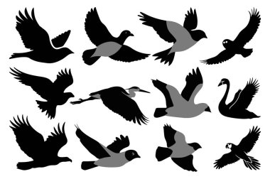 Kuş siluetleri simge çizimi seti. farklı türde kuş siluetleri.