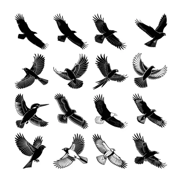 Kuş koleksiyonu. Görkemli Kuşlar Uçuyor: Siluet Paketi