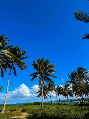 Okyanus Esintisi Altında Palmiye Ağaçları Esiyor