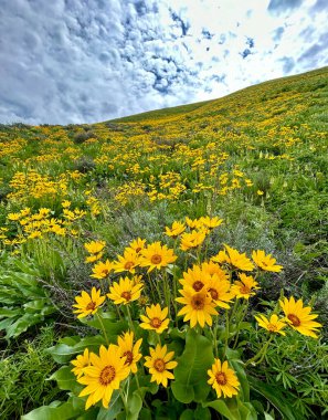 Bulutlu ve Mavi Silikli Sarı Yaban Çiçekleri Tepesi Çayırı