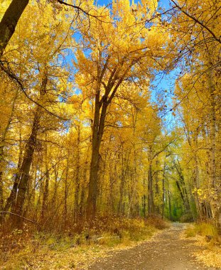 Golden Fall Cottonwood Ağaçları Mavi Gökyüzü Yolu 