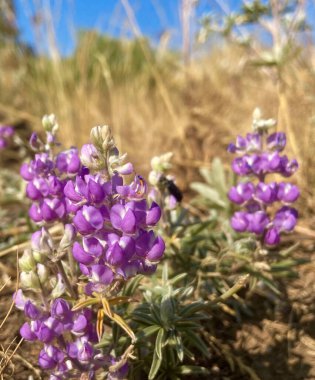 Mor Bilge 'nin Mavi Gökyüzü ile Çiçek Açan Yakın Çekimi
