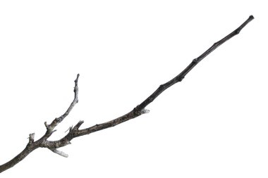 Ağacın ölü dalları, kuru ağaç dalları, çatlamış koyu kabuklu kuru dallar beyaz arka planda izole edilmiş..