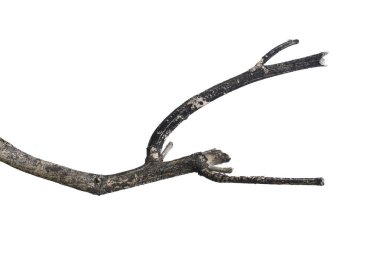 Ağacın ölü dalları, kuru ağaç dalları, çatlamış koyu kabuklu kuru dallar beyaz arka planda izole edilmiş..