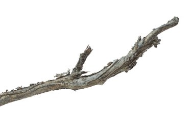 Ağacın ölü dalları, kuru ağaç dalları, çatlamış koyu kabuklu kuru dallar beyaz arka planda izole edilmiş..